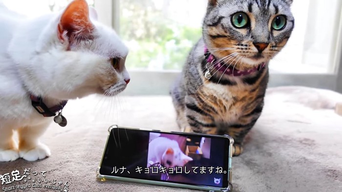 スマホの後ろで座る猫と横にいる白猫