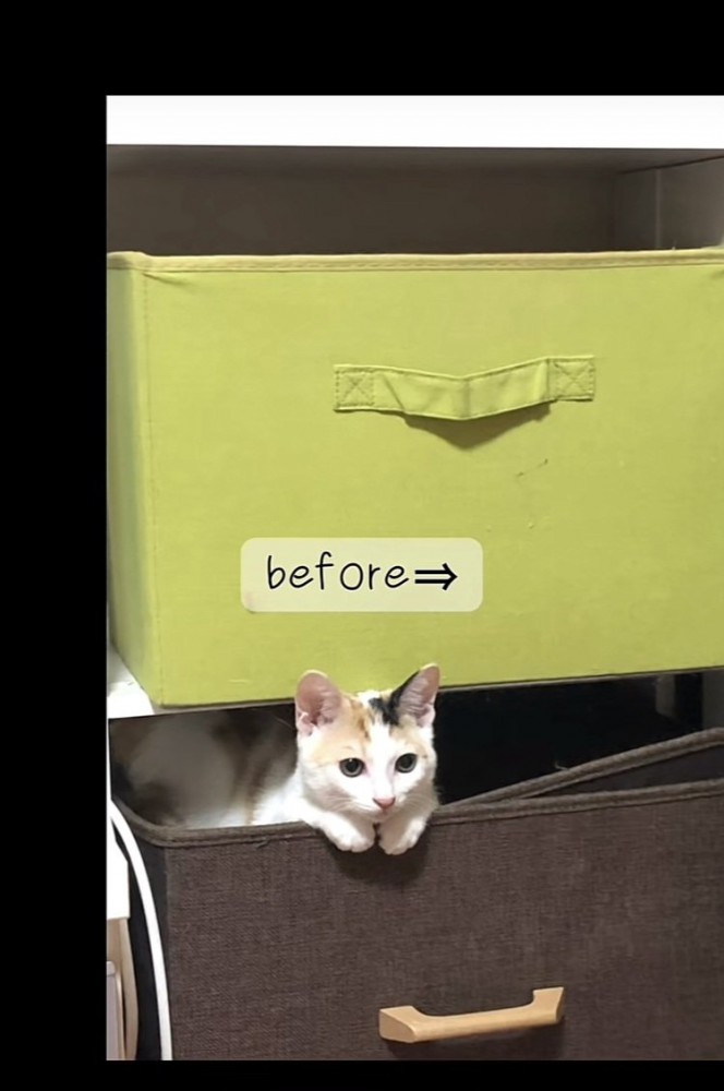 戸棚から顔を出す三毛猫