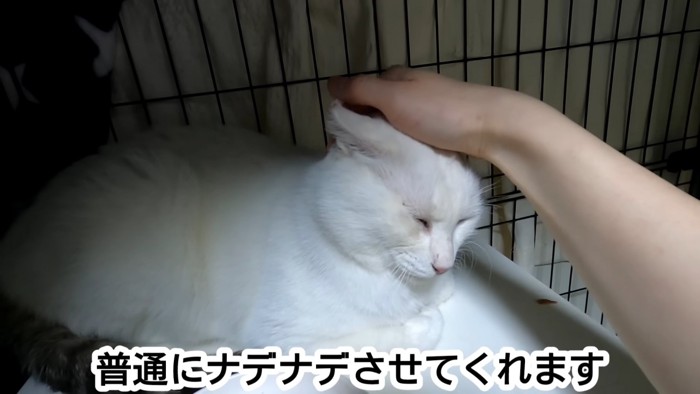 なでられる猫