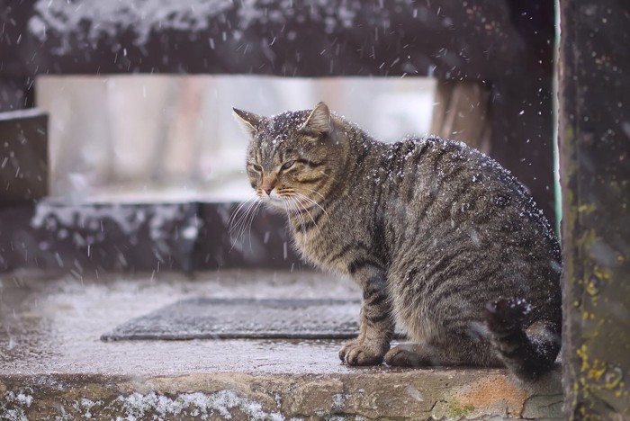 雪の中で寒そうに座る猫