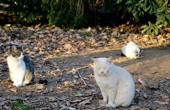 寒そうな猫たち