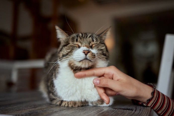 あごを撫でられる猫
