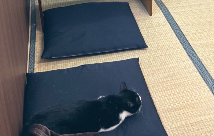 見つめる猫