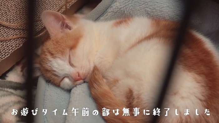 寝る子猫