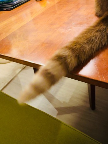 猫のしっぽ