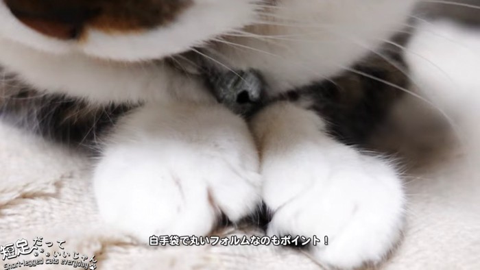 猫の前足