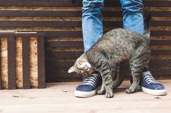 人の足元ですり寄る猫