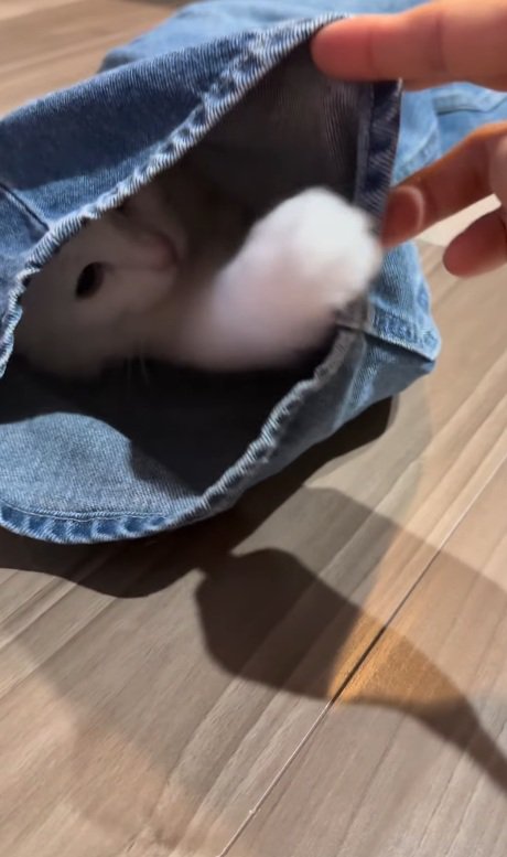 手を伸ばす猫
