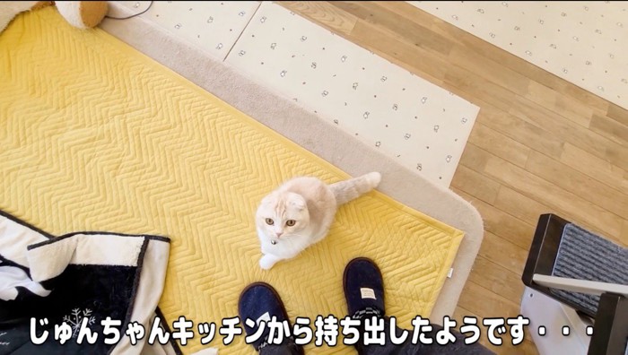 飼い主を見上げる猫