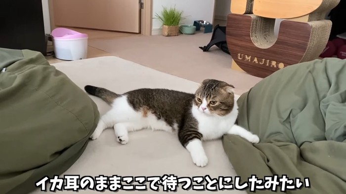 寝そべる猫