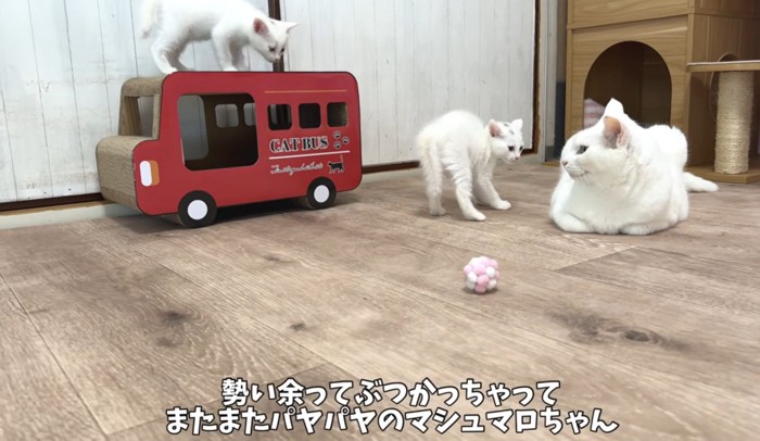 成猫に警戒して毛を逆立てる子猫