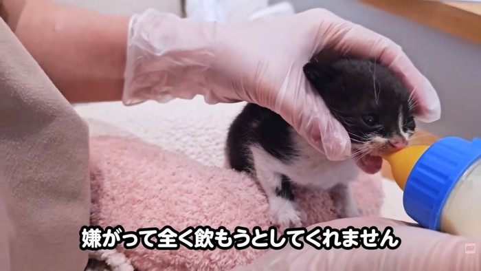 テロップ「嫌がって全く~」