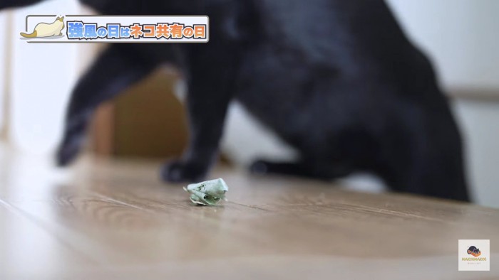 黒猫をバックにした落ち葉