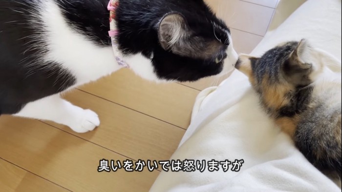 子猫のにおいを嗅ぐ猫