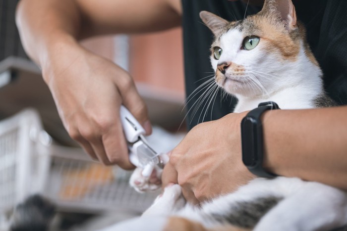 爪切りされる猫