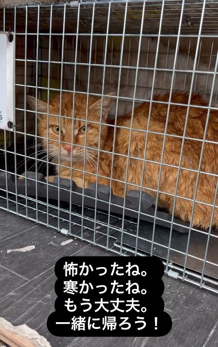 捕獲器の中の猫