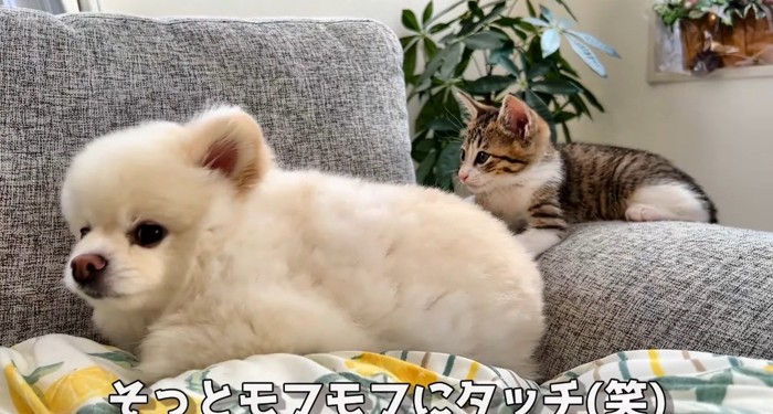 犬の後ろの猫