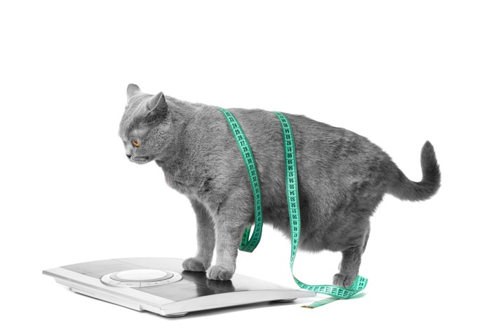 メジャーを巻いて体重計に乗っている猫