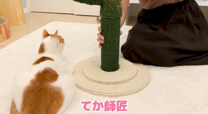 爪とぎと猫