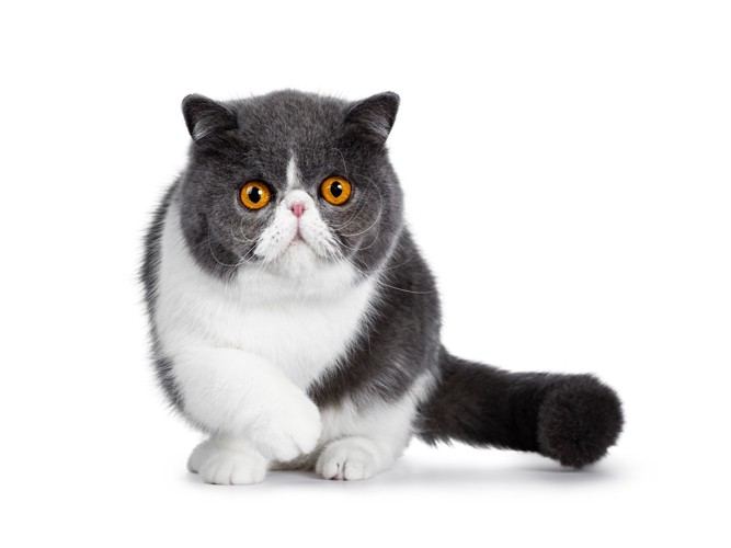 正面を見つめるカッパーの目のエキゾチックショートヘア
