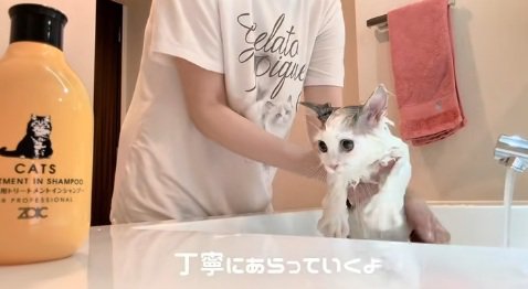 洗面台の水に入るマンチカンの子猫