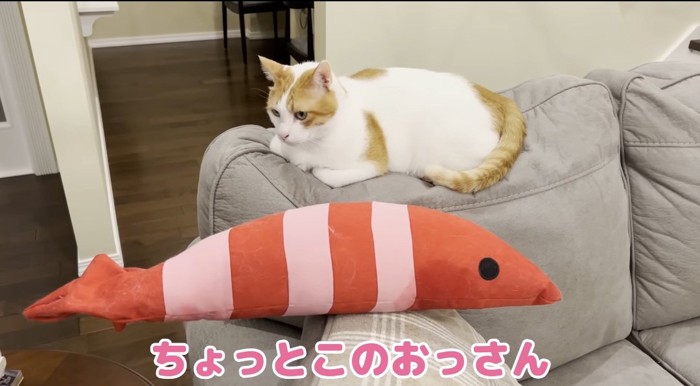 ソファの上の猫