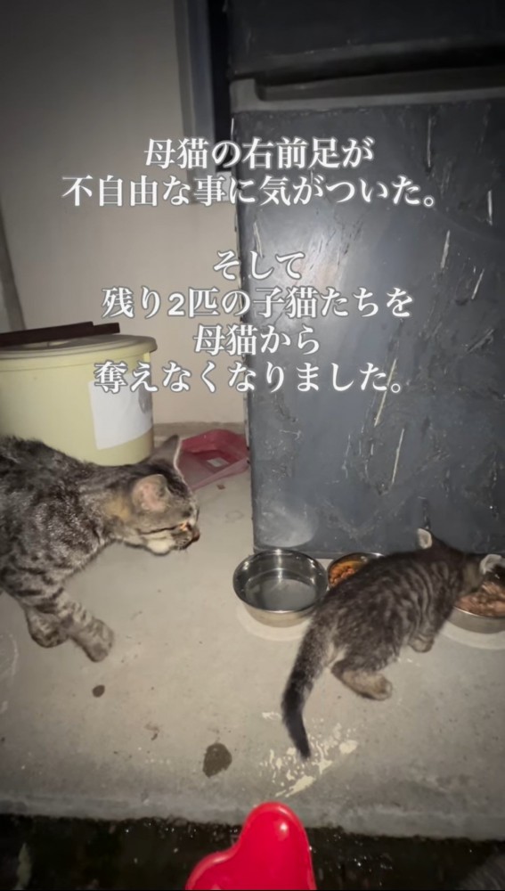 餌を食べる子猫と母猫