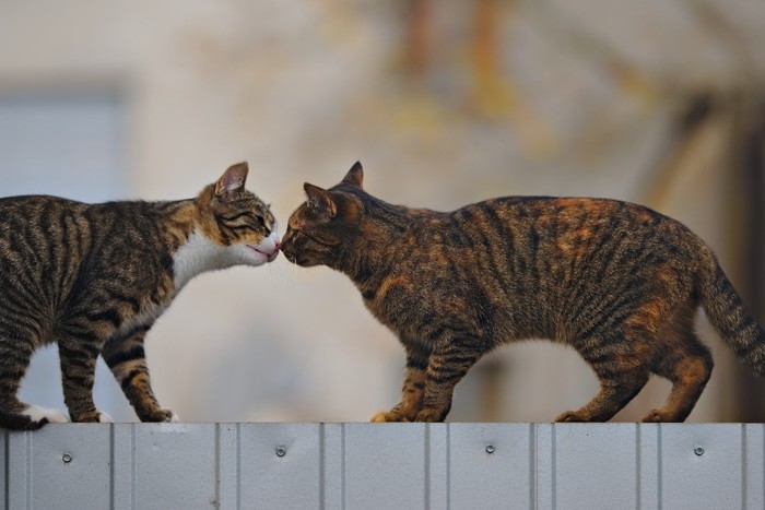 鼻キスをする猫