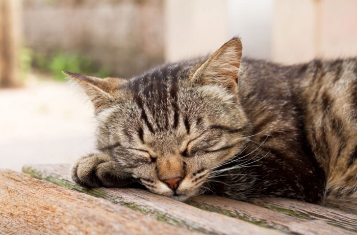 寝転がっている猫