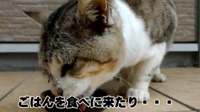 ごはんを食べる猫