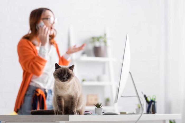 電話をかける女性と猫