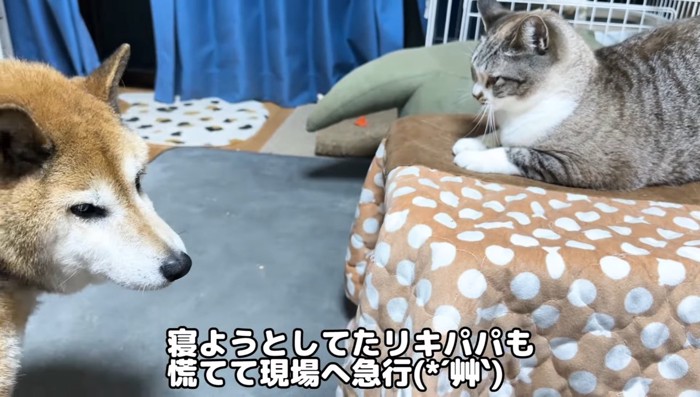 リキパパ