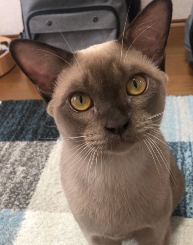 見つめる猫