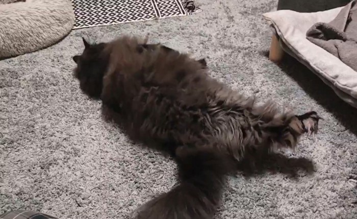 横になる猫