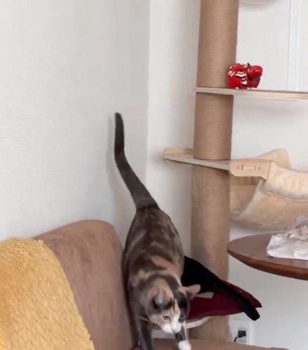 地面に降りる猫