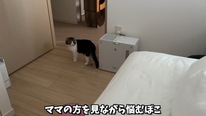 振り向く猫