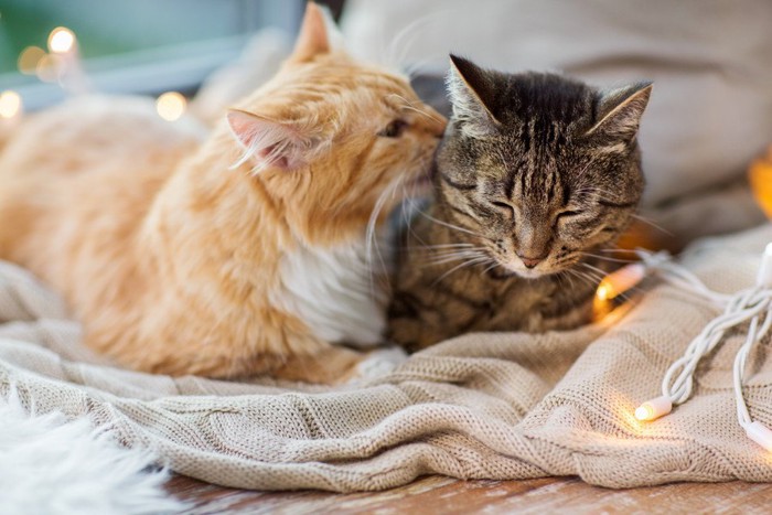 仲良しする茶猫とキジトラ