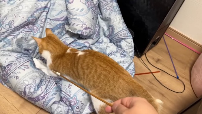 布団に突っ込むチップくん