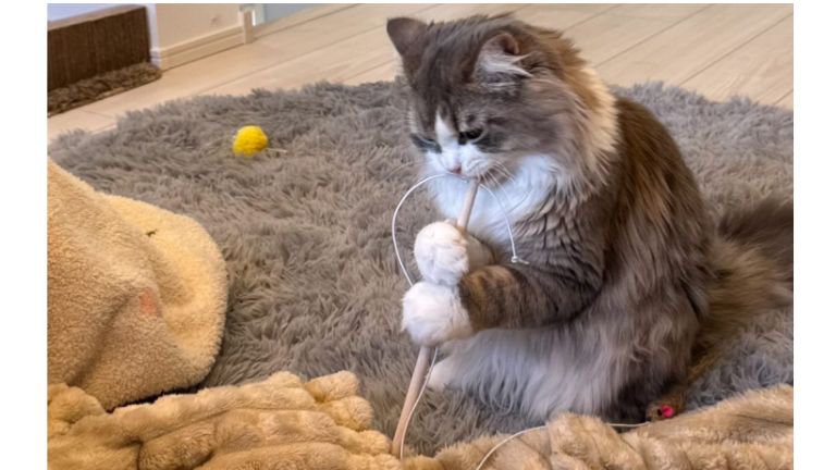 二足立ちしている猫