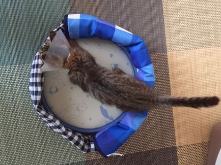 猫がベッドに入っている 尻尾まで写っている