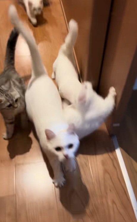 Uターンして戻ってくる6匹の猫