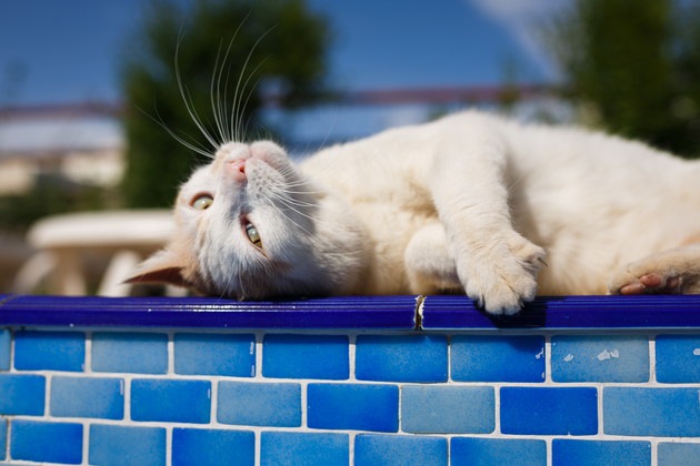 温泉で寝そべっている猫