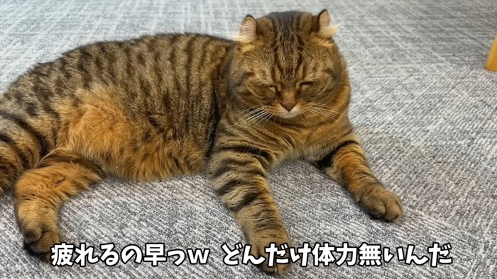 うとうととしている猫