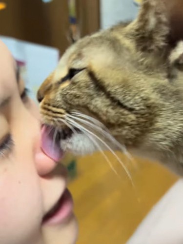 飼い主の顔を舐める猫
