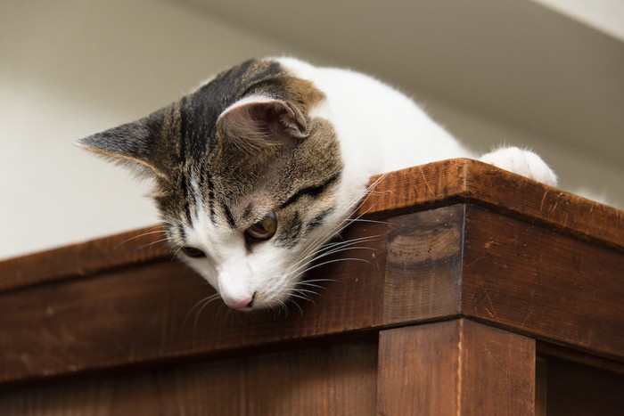 タンスの上から覗く猫