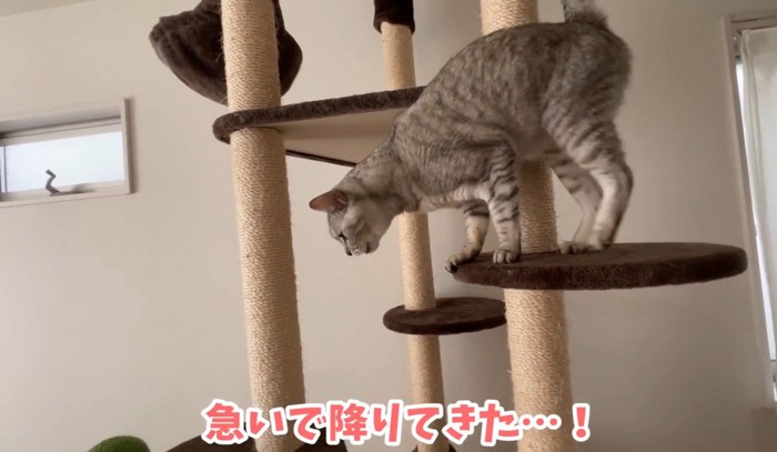 キャットタワーを降りる猫