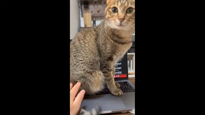 キーボードに座る猫