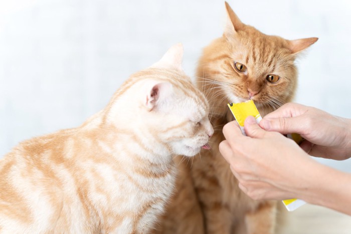 おやつを食べる猫