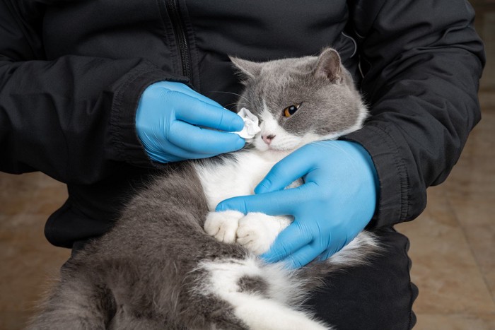 目元を拭かれるグレーの猫