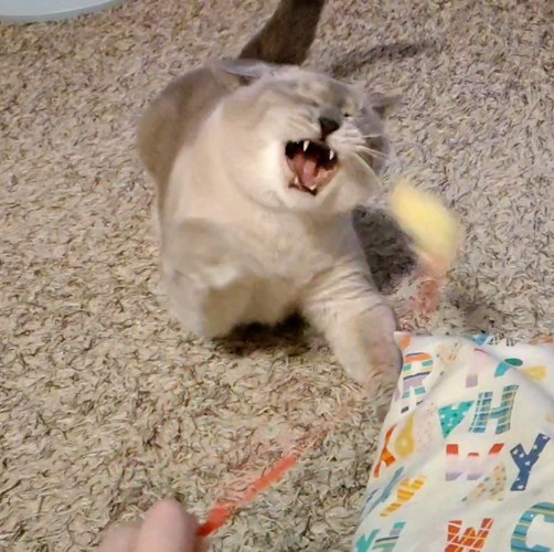 目を閉じて前足を伸ばす猫